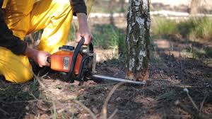 Best Tree Removal  in Barstow, CA